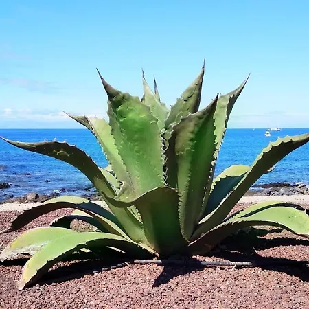 Apartment Ocean View Elegant Magic Palm-mar