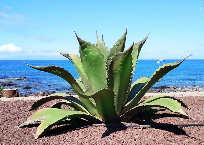 Appartement Ocean View Elegant Magic Palm-mar